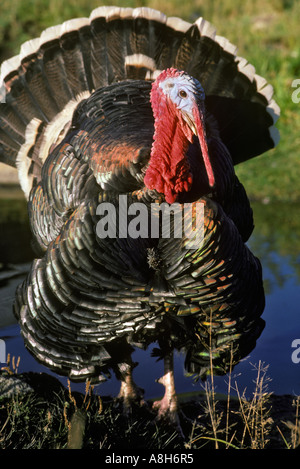 North American Wild Tom Türkei Meleagris gallopavo Stockfoto