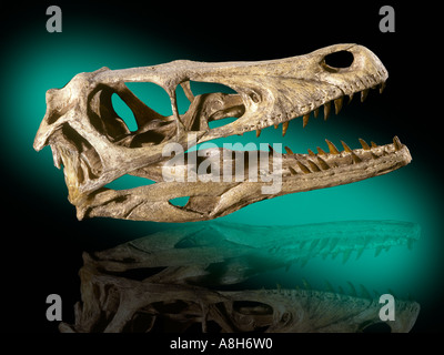 Velociraptor Mongoliensis Dinosaurier Fossil Kreidezeit Mongolei Stockfoto