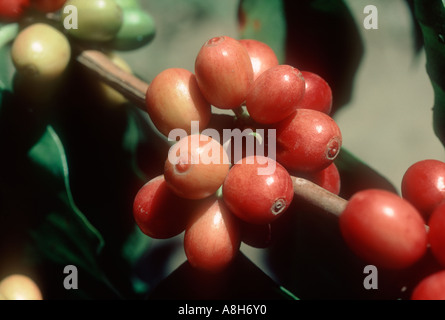 Reife rote Kaffee Beeren auf den Busch vor der Ernte Kolumbien Stockfoto