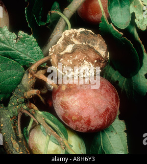 Braunfäule Weißstängeligkeit Fructigena auf Pflaume Frucht am Baum Stockfoto