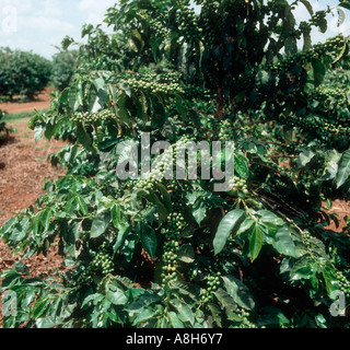 Coffea Arabica Kaffeepflanze in grünen Beeren auf einer Plantage in der Nähe von Nairobi Kenia Stockfoto