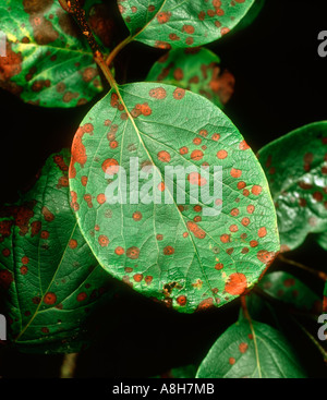 Quitte Blattflecken Diplocarpon Maculatum auf Quitte verlässt Stockfoto