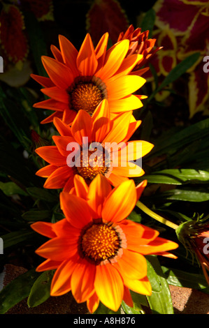 Orangen Blüten hintereinander Gazanien Stockfoto