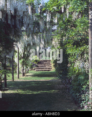 Wisteria Floribunda Sorte Alba Stockfoto