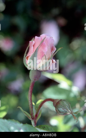 Moosrose Knospen Stockfoto