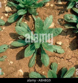 Junge Pflanze Nachtkerze Oenothera SP eine Reformhaus Quelle Stockfoto