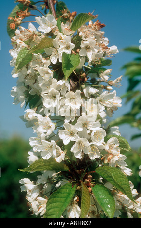 Kirsche Vielzahl Early Flüsse Blüte auf dem Baum im Frühling Stockfoto