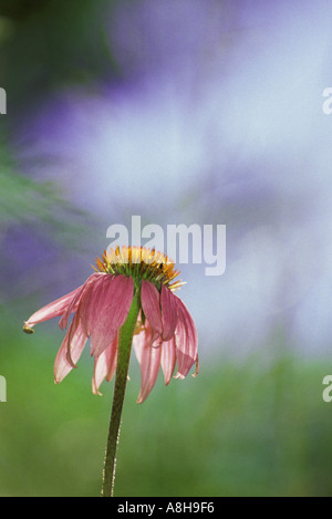 Nahaufnahme der Sonnenhut (Echinacea Purpurea), Missouri USA Stockfoto