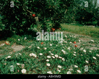 Feld Ackerwinde Convolvulus Arvensis in Blüte in einer Apfelplantage Stockfoto