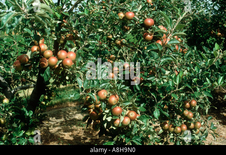Äpfel Queen Cox Frucht am Baum Stockfoto