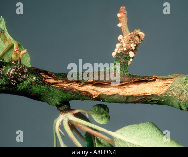 Sporn Knollenfäule Sclerotina Fructigena Myzel auf Holz Zweig entwickeln Stockfoto