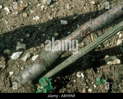 Korallen vor Ort Nectria Cinnabarina Fruchtkörper auf der Basis von jungen Apfelbaum Stockfoto