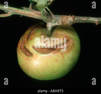 Junge Apfelfrucht aufgeteilt auf dem Baum in trockenem Wetter Zeit Stockfoto