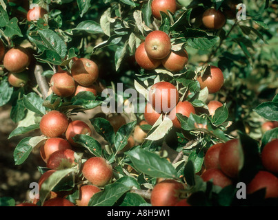 Apfel Sorte Königin Cox Reifung auf dem Baum Stockfoto