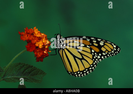Monarchfalter Danaus Plexippus, sucht bunte Bio Essen auf roten Lantana Blume Midwest USA Stockfoto