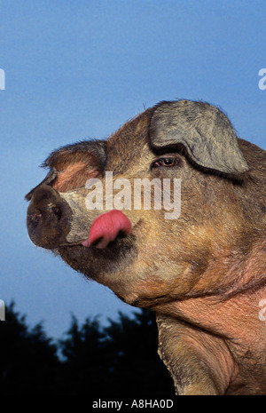 Großen drei Kreuz Weg Schwein nah oben und von unten leckte die Lippen Missouri USA Vereinigte Staaten von Amerika Stockfoto