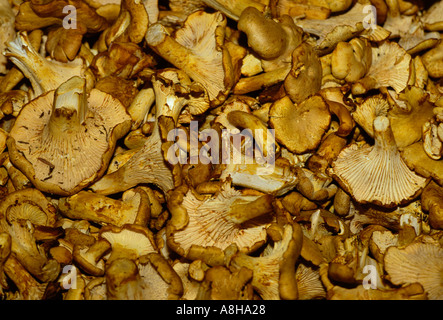 Schaltfläche "wilde" Pfifferlinge auf dem Display in Pike Place Market in Seattle, Washington, USA Stockfoto