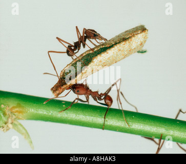 Blatt Scherblock Ameise Atta Sexdens tragen Schnittfläche des Blattes mit einer anderen Ameise Stockfoto