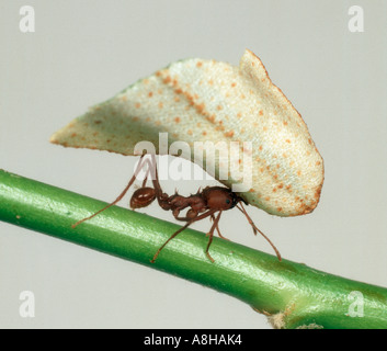 Blatt Scherblock Ameise Atta Sexdens tragen Schnittfläche des Blattes Stockfoto