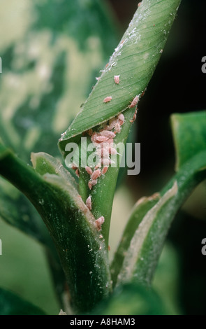 Lange tailed Schmierlaus Pseudococcus Longispinus Befall am Gewächshaus Aglaonema Topfpflanze Stockfoto