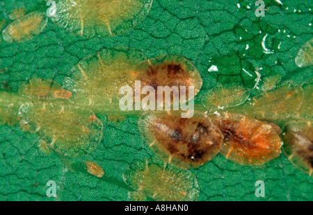 Weiche braune Schildläuse Coccus Hesperidum auf Lorbeerblatt Stockfoto