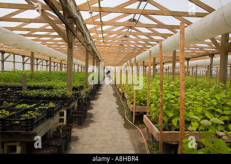 Hortensie Pflanzen wachsen in kontrollierten Umgebung des kommerziellen Greehouse Skagit Valley Mount Vernon Washington Stockfoto
