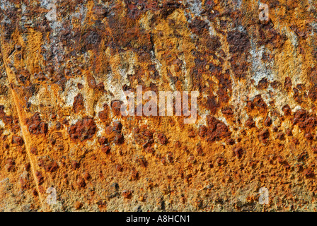 Polisini griechischen Wrack Kinsei Maru Silber Banken Marine Sanctuary Dominikanische Republik Karibik Stockfoto