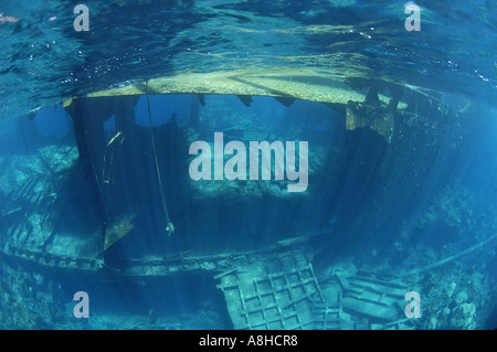 Polisini griechischen Wrack Kinsei Maru Silber Banken Marine Sanctuary Dominikanische Republik Karibik Stockfoto