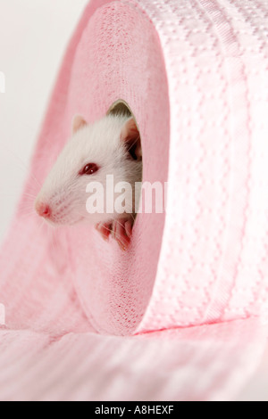 Weiße Ratte Stockfoto