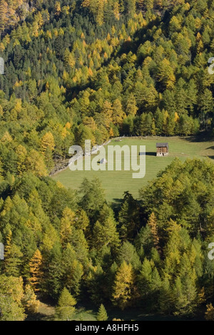 Tiroler Bauernhof auf der Weide unter Lärche Bergwald Stockfoto