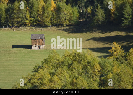 Tiroler Bauernhof auf der Weide unter Lärche Bergwald Stockfoto