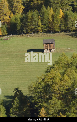 Tiroler Bauernhof auf der Weide unter Lärche Bergwald Stockfoto