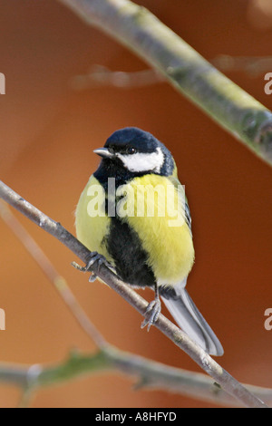 Große Meise (Parus großen) Stockfoto