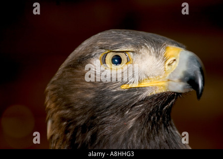 Steinadler (Aquila Chrysaetos) Stockfoto