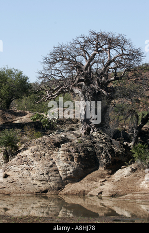 Baobab Baum Limpopo River Shalimpo Botswana Zimbabwe Mapungubwe Nationalpark Südafrika Stockfoto