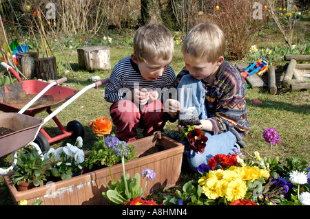 Sieben und fünf Jahre alten jungen Pflanzen Blumen im Frühjahr Stockfoto