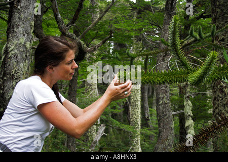 Araucaria Araucana, Nationalpark Huerquehue, Chile Stockfoto