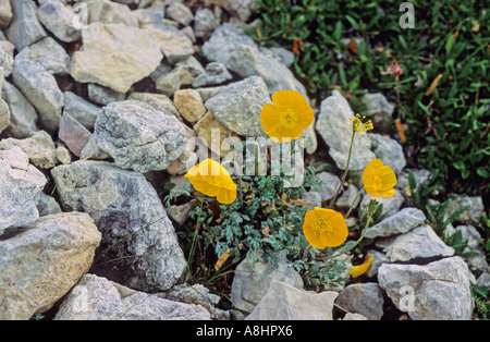 Gelbe Alpen-Mohn Papaver Rhaeticum mit Geröll Dolomiten Italien Stockfoto