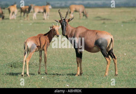 Weibliche Topi mit Kalb Herde Eland im Hintergrund Masai Mara National Reserve Kenya Stockfoto