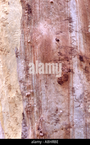 Abstrakten Detail Scribbly Gum Eukalyptus Haemastoma Australien zeigen charakteristische Motten Larven bohren sich Marken Stockfoto