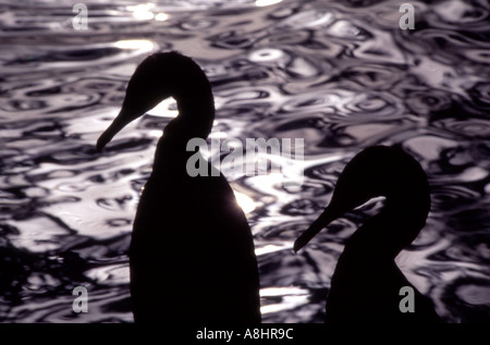 Socotra Kormorane Phalacrocorax Nigrogularis Silhouette Saudi Arabien Stockfoto