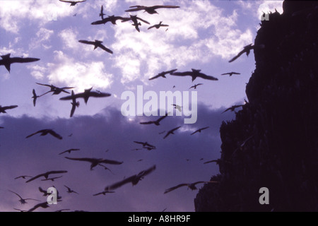 Abstrakten Detail Herde Klippen nistende Vogelarten im Flug in der Silhouette in der Dämmerung Stockfoto