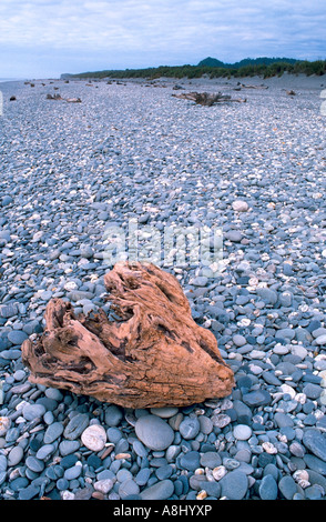 Treibholz auf Kiesel Strand, Gillespie, Südinsel, Neuseeland Stockfoto