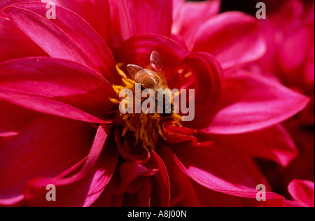 Biene auf der Blume Dahlie Stockfoto