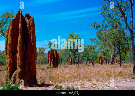 Spinifex Termitenhügel, Kakadu Stockfoto