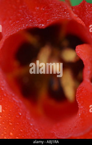 Rote Tulpe Stockfoto