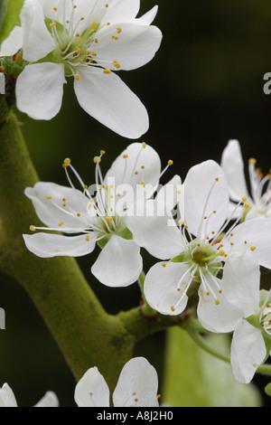 Pflaumenbaum weißen Abschaums Blume Stockfoto