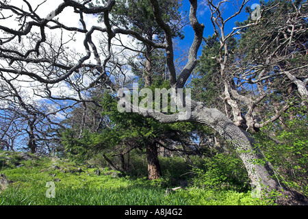 Üppigen Regenwald im Frühjahr Pipers Lagune Park Nanaimo Vancouver Island in British Columbia Kanada Stockfoto