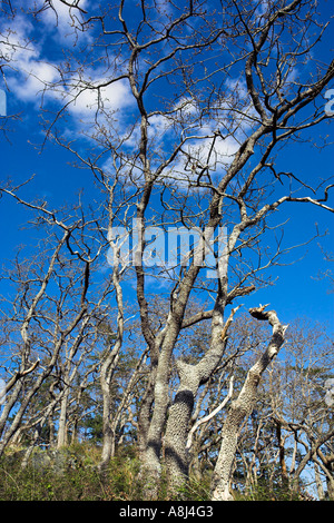 Üppigen Regenwald im Frühjahr Pipers Lagune Park Nanaimo Vancouver Island in British Columbia Kanada Stockfoto