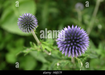 Globus Thistle Stockfoto